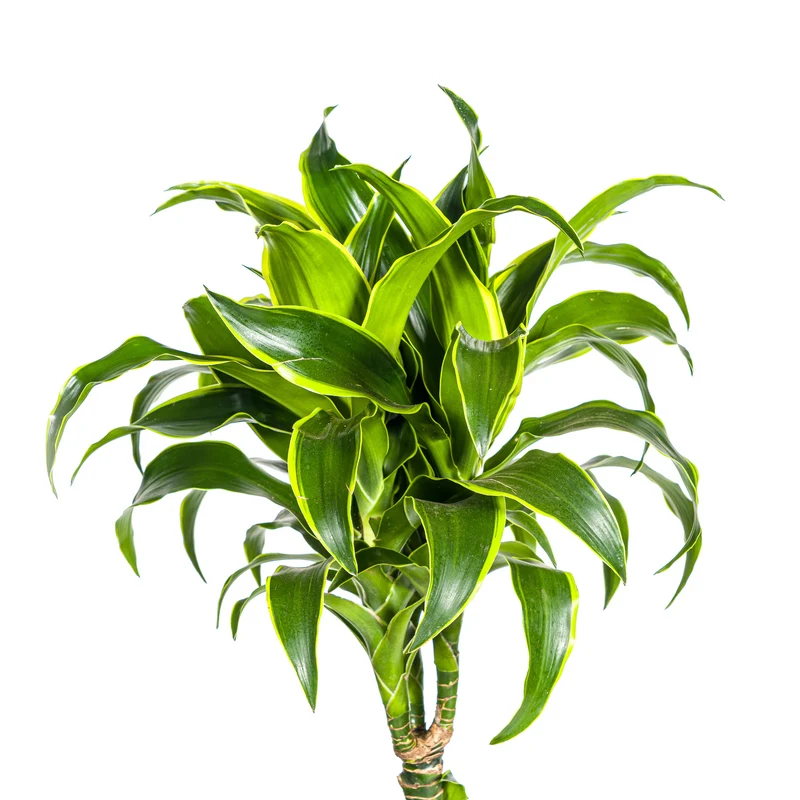Goldener Drachenbaum mit Korb (Dracaena Deremensis Dorado)