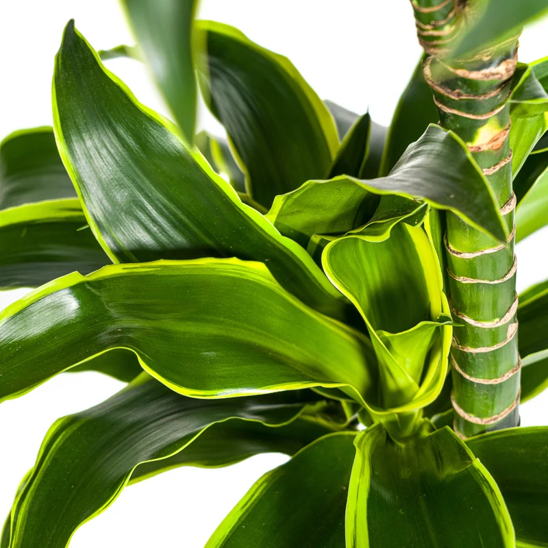 Goldener Drachenbaum mit Korb (Dracaena Deremensis Dorado)