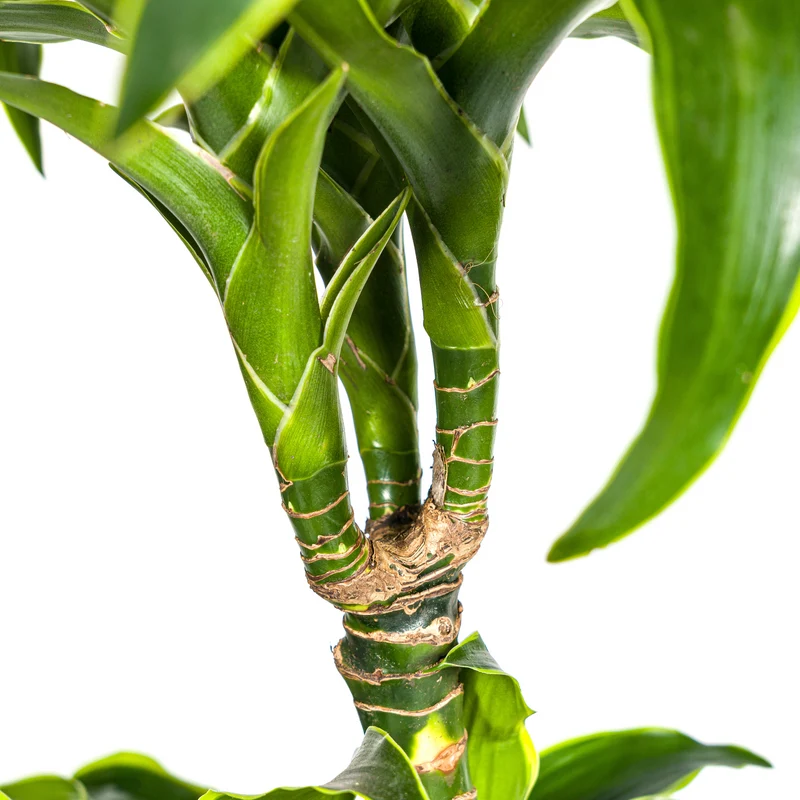 Goldener Drachenbaum mit Korb (Dracaena Deremensis Dorado)