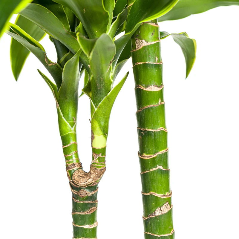 Goldener Drachenbaum mit Korb (Dracaena Deremensis Dorado)