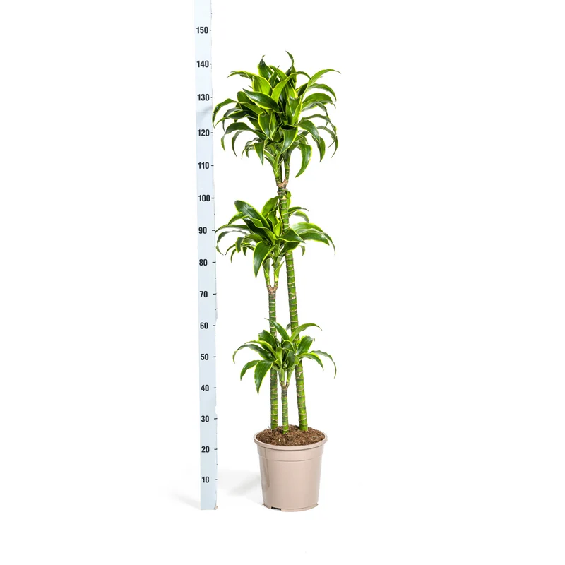 Goldener Drachenbaum mit Korb (Dracaena Deremensis Dorado)