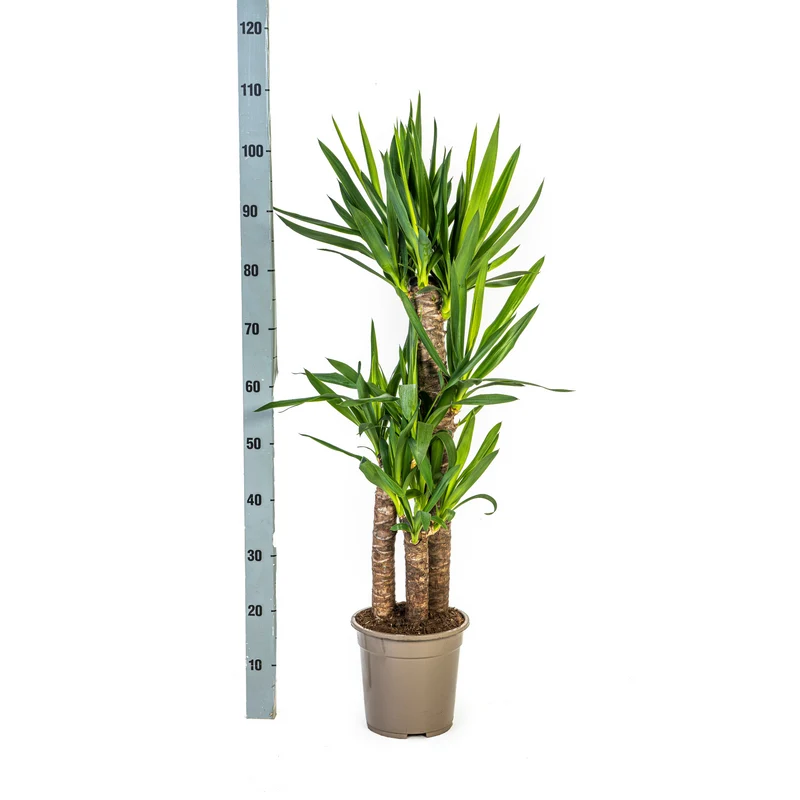 Yucca Elephantipes mit Korb Ø21cm - ↕90 - 110cm