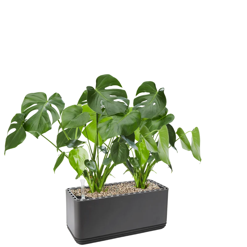 AIRY System L Monstera