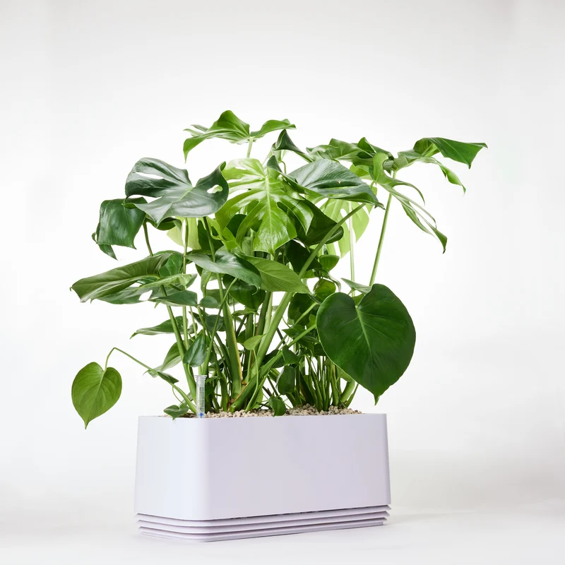AIRY System L Monstera