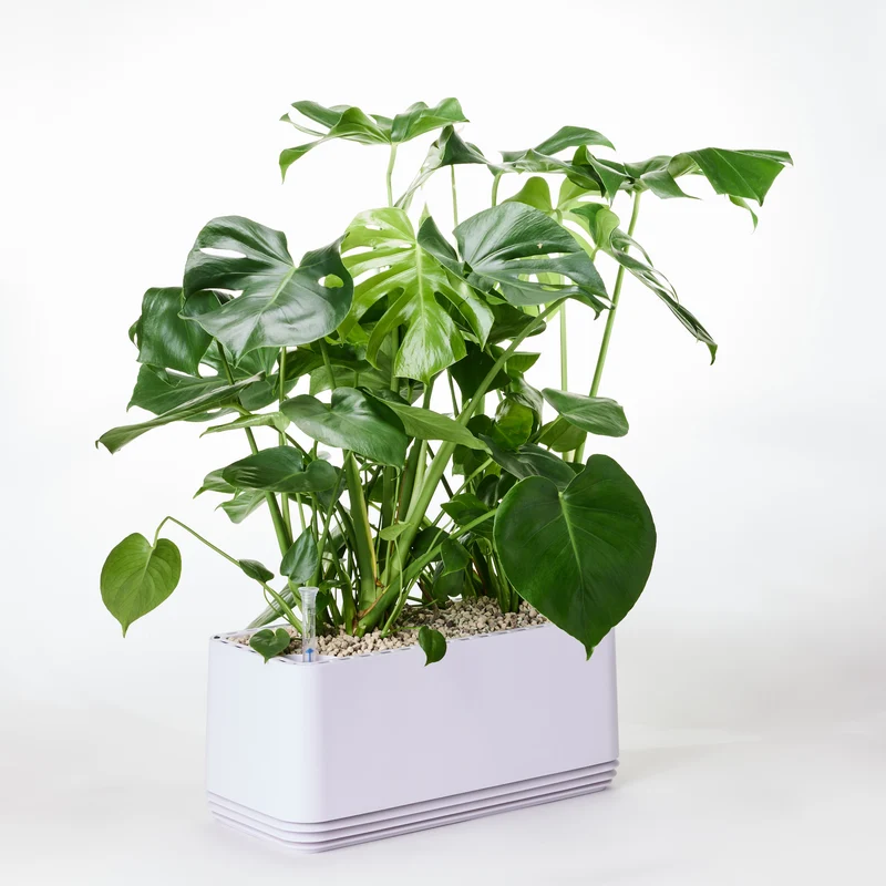 AIRY System L Monstera
