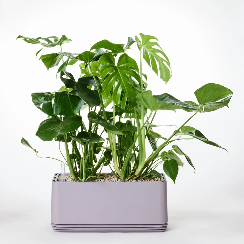 AIRY System L Monstera