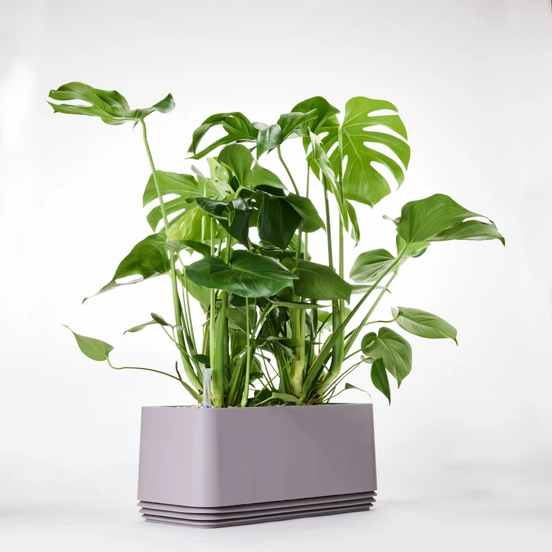 AIRY System L Monstera