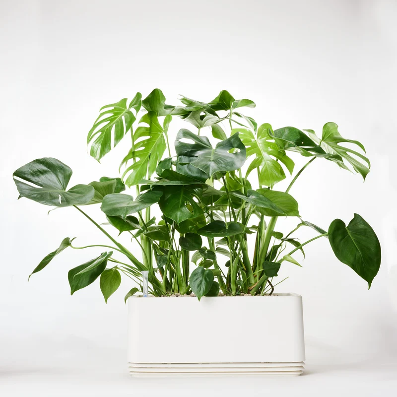AIRY System L Monstera