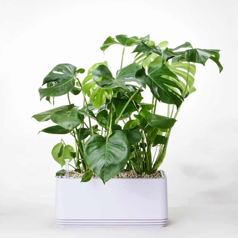 AIRY System L Monstera