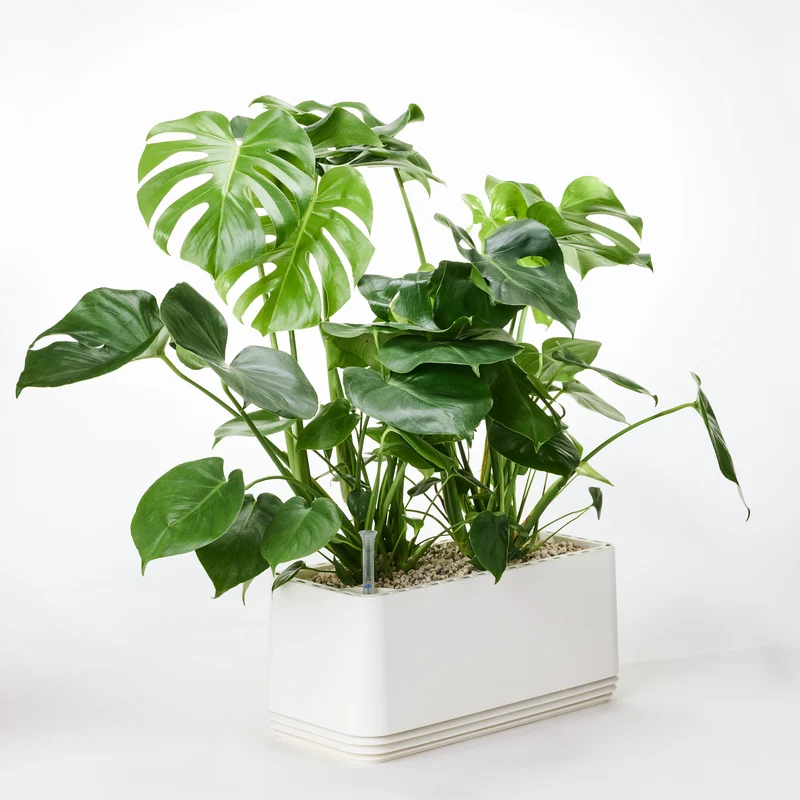 AIRY System L Monstera