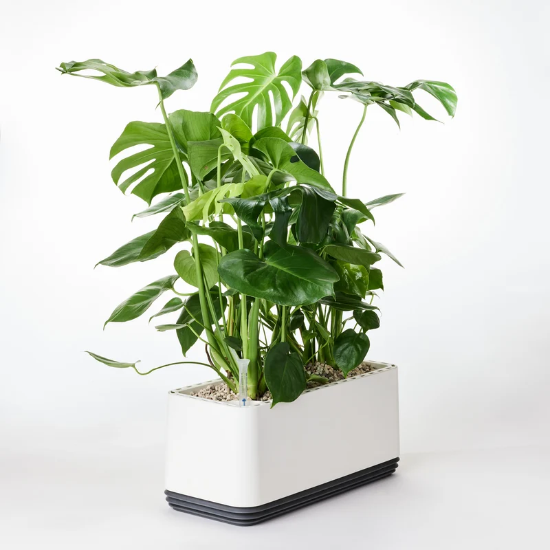 AIRY System L Monstera