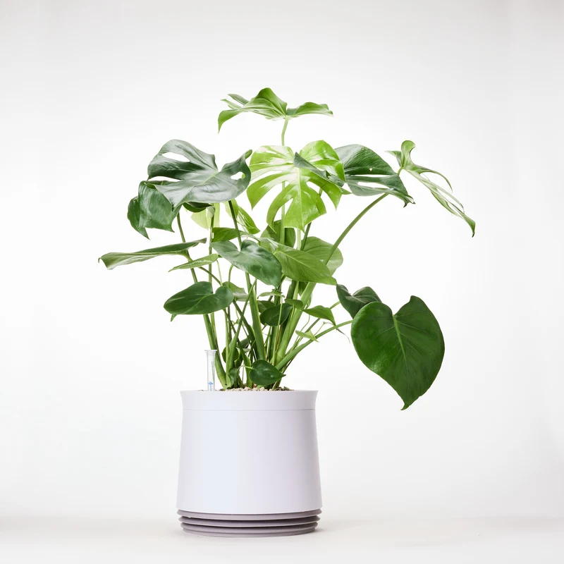 AIRY System L Monstera