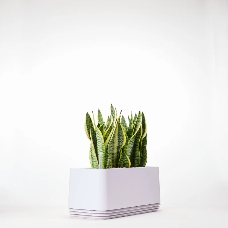 AIRY System L Bogenhanf Laurentii