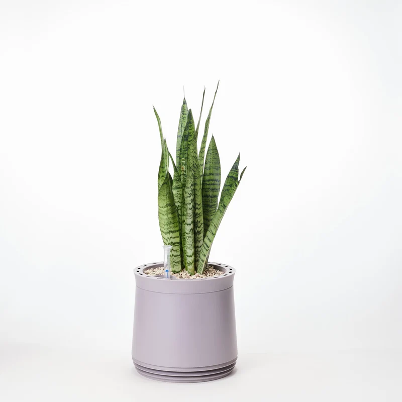 AIRY System M Bogenhanf Zeylanica