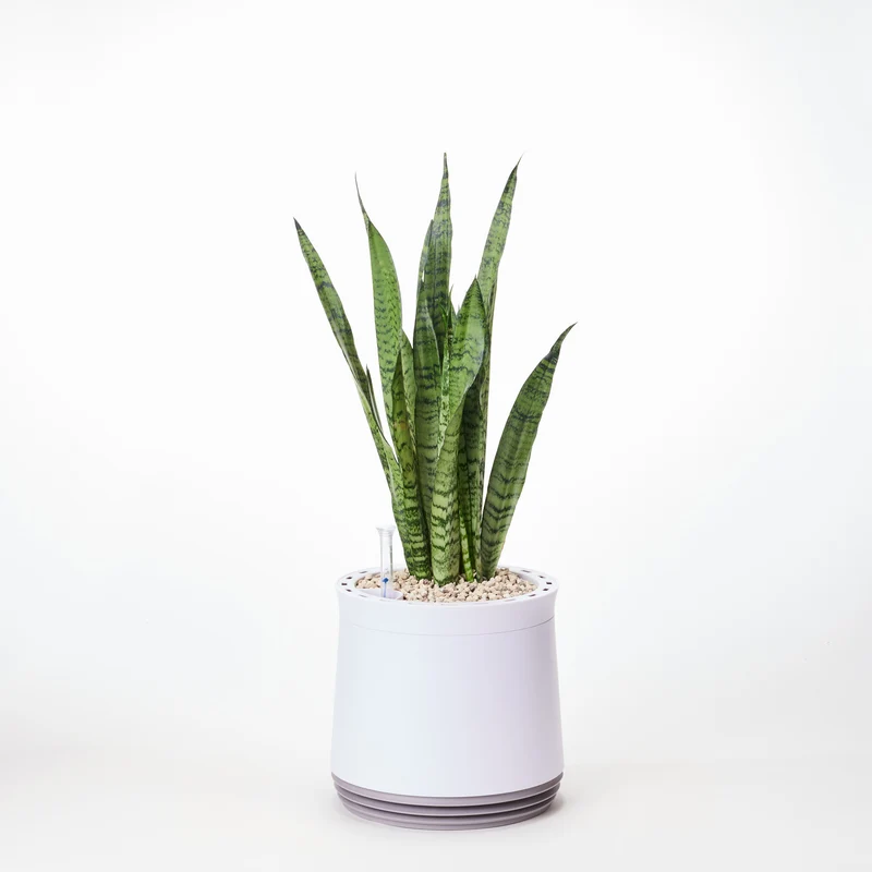 AIRY System M Bogenhanf Zeylanica