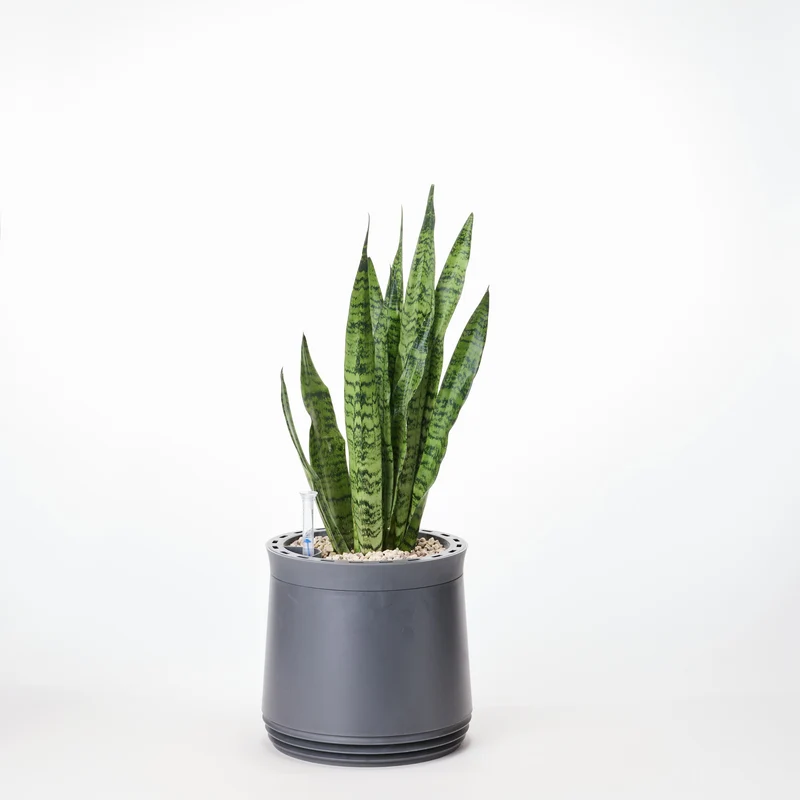 AIRY System M Bogenhanf Zeylanica