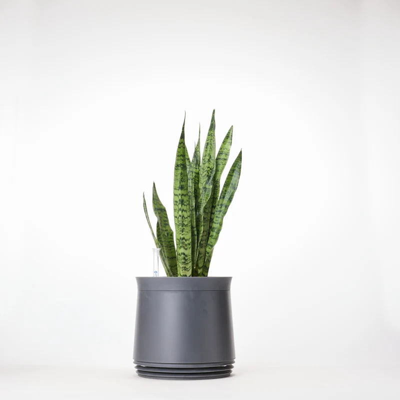 AIRY System M Bogenhanf Zeylanica