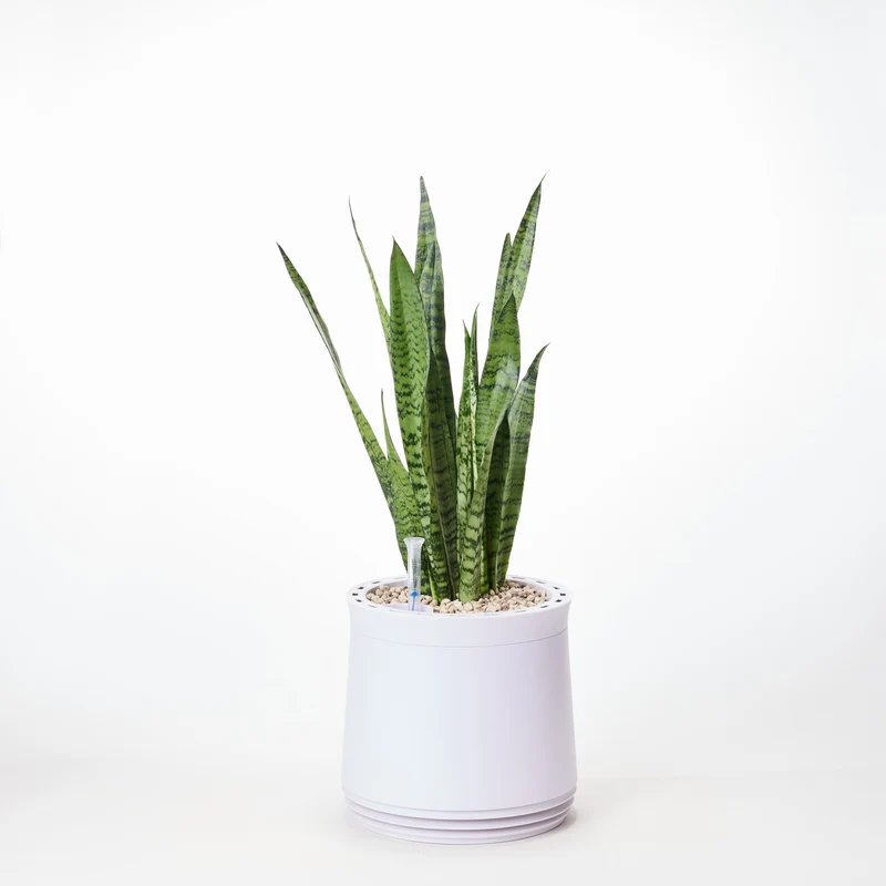 AIRY System M Bogenhanf Zeylanica
