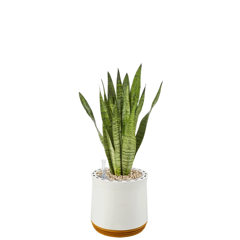 AIRY System M Bogenhanf Zeylanica