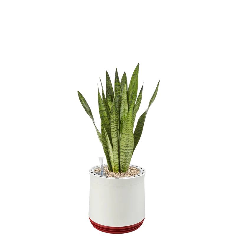AIRY System M Bogenhanf Zeylanica