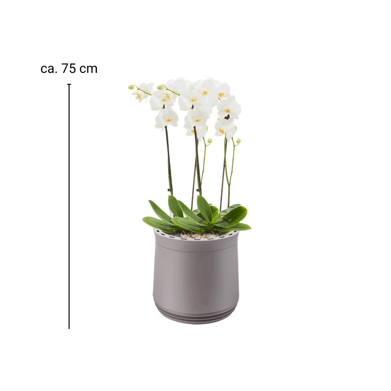 AIRY System M Orchidee