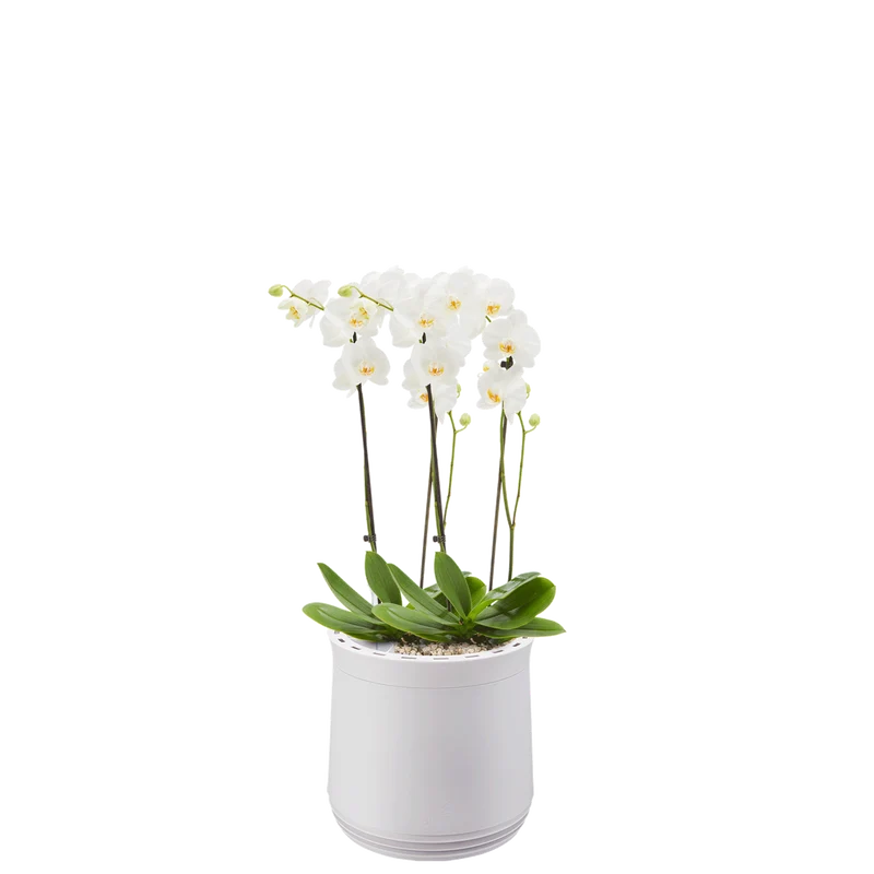 AIRY System M Orchidee