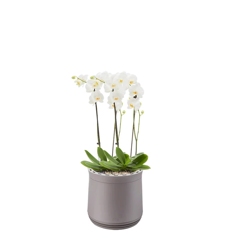AIRY System M Orchidee