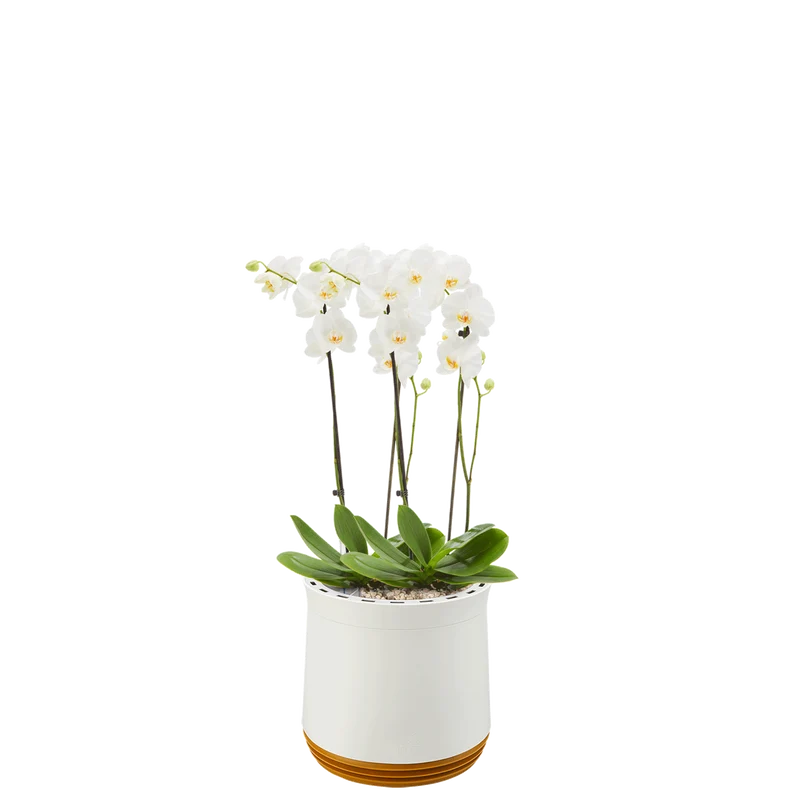 AIRY System M Orchidee
