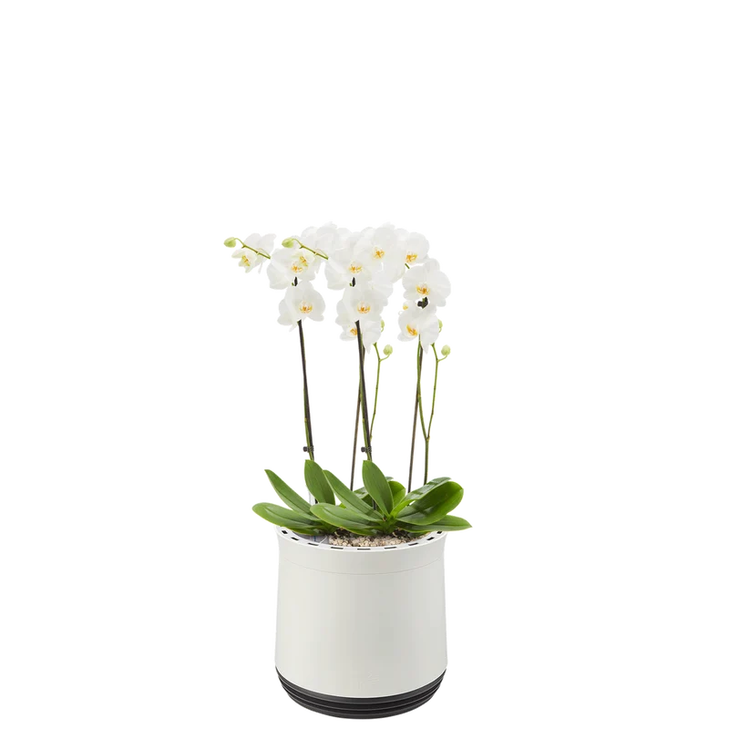 AIRY System M Orchidee