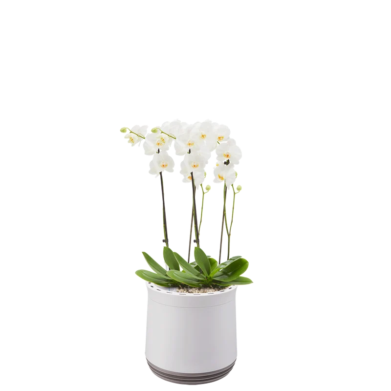 AIRY System M Orchidee