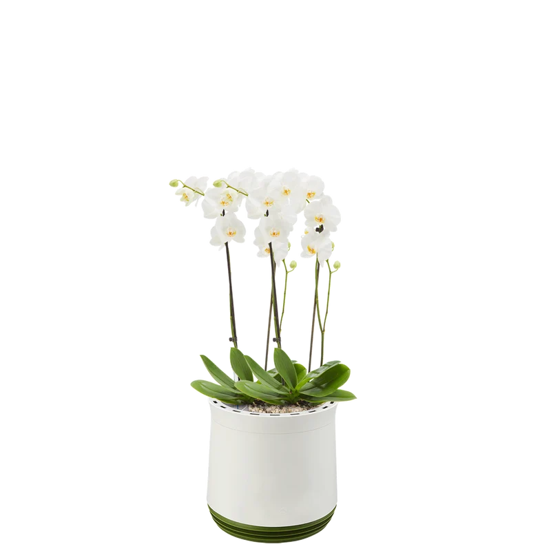 AIRY System M Orchidee