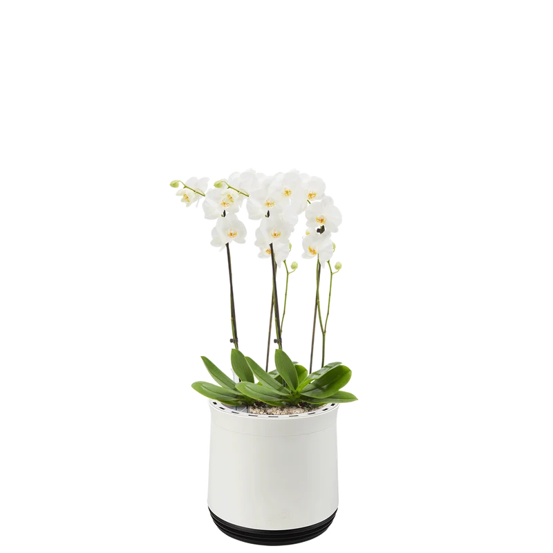 AIRY System M Orchidee