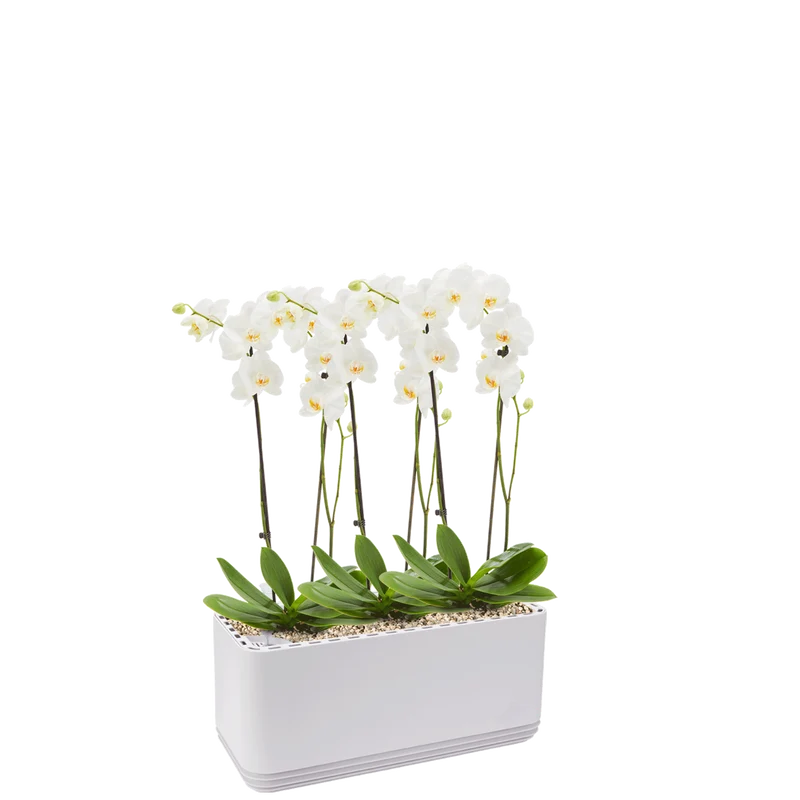 AIRY System L Orchideen