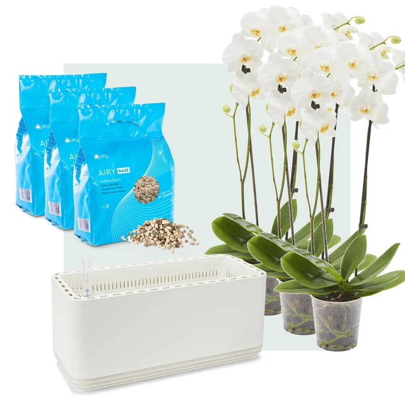 AIRY System L Orchideen