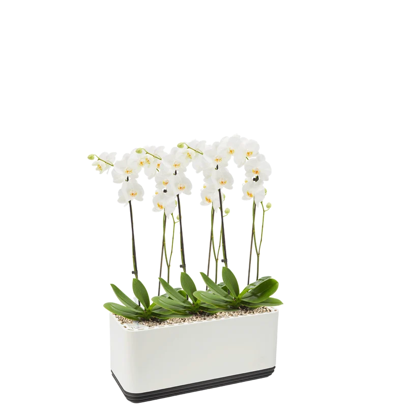 AIRY System L Orchideen