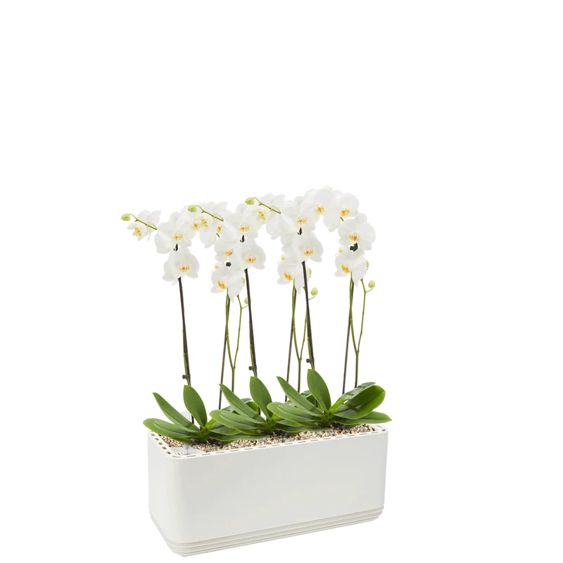 AIRY System L Orchideen