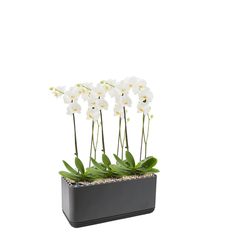 AIRY System L Orchideen