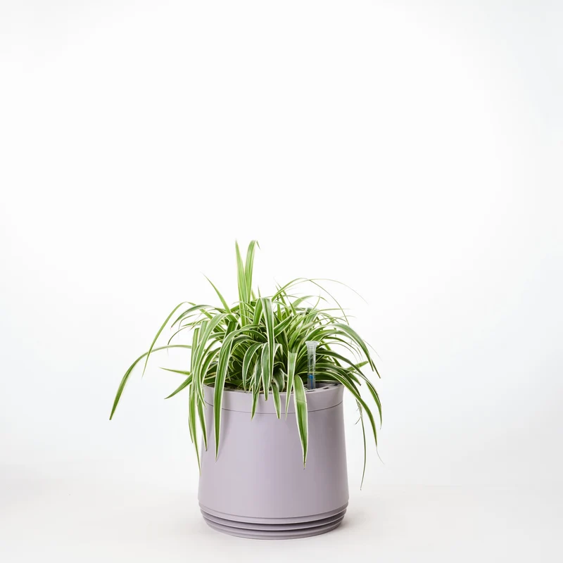 AIRY System M Grünlilie