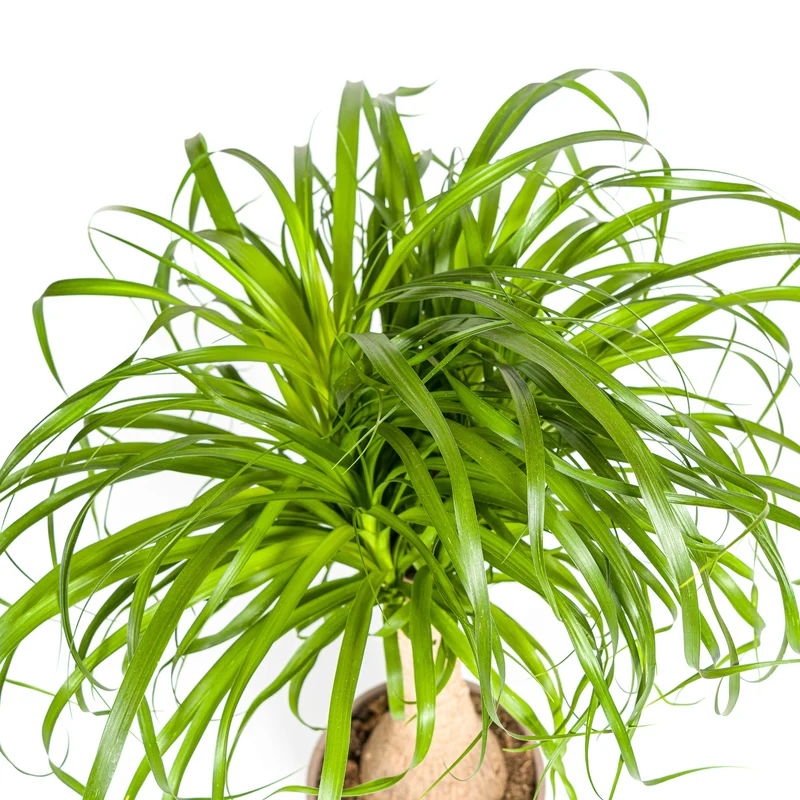 Elefantenfuß mit Korb (Beaucarnea Recurvata)