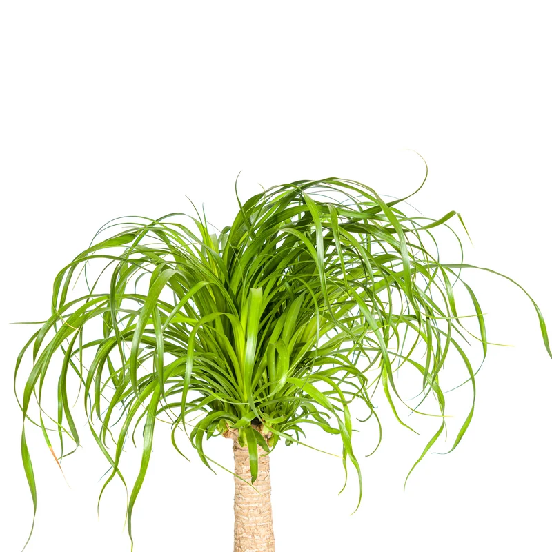 Elefantenfuß mit Korb (Beaucarnea Recurvata)