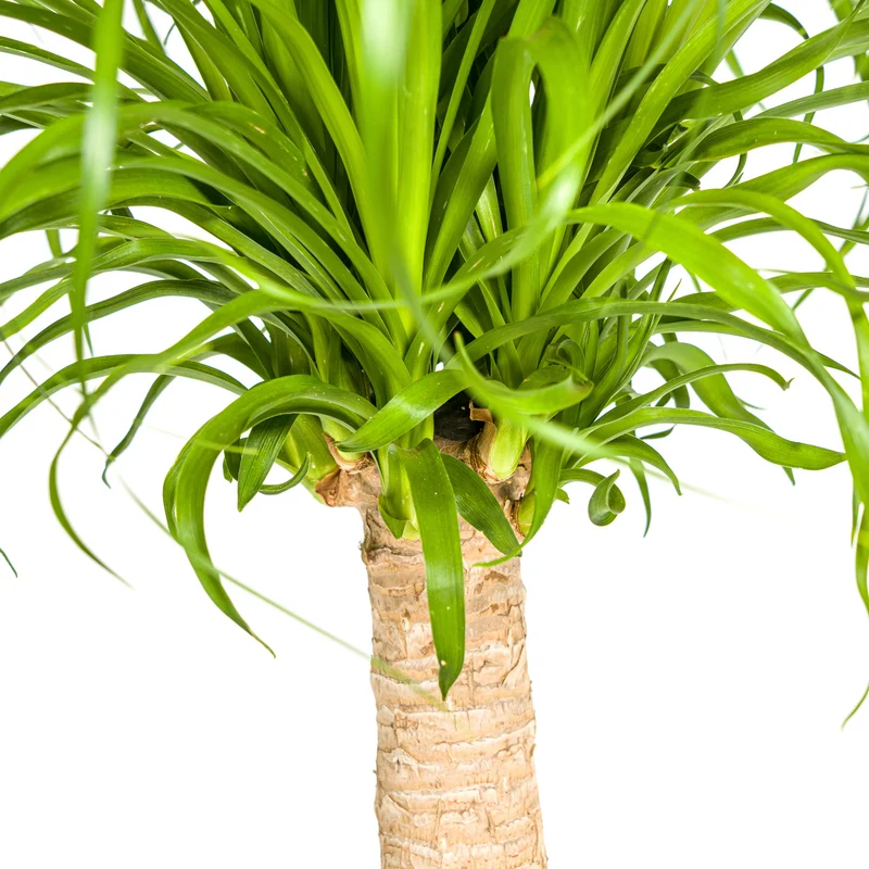 Elefantenfuß mit Korb (Beaucarnea Recurvata)