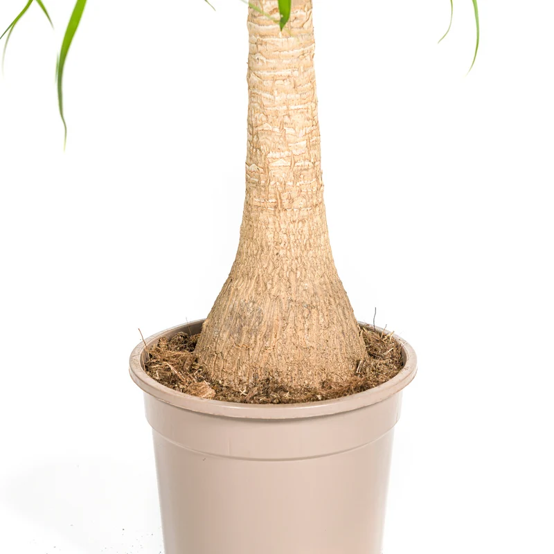 Elefantenfuß mit Korb (Beaucarnea Recurvata)