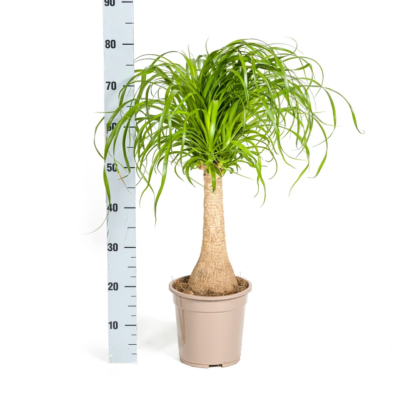 Elefantenfuß mit Korb (Beaucarnea Recurvata)