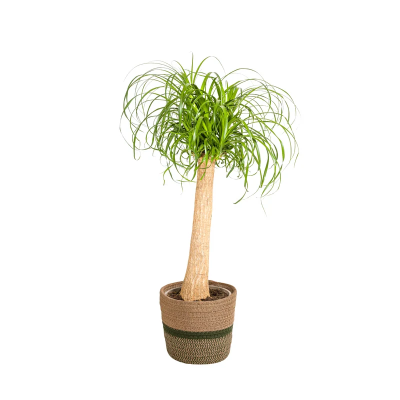 Elefantenfuß mit Korb (Beaucarnea Recurvata)