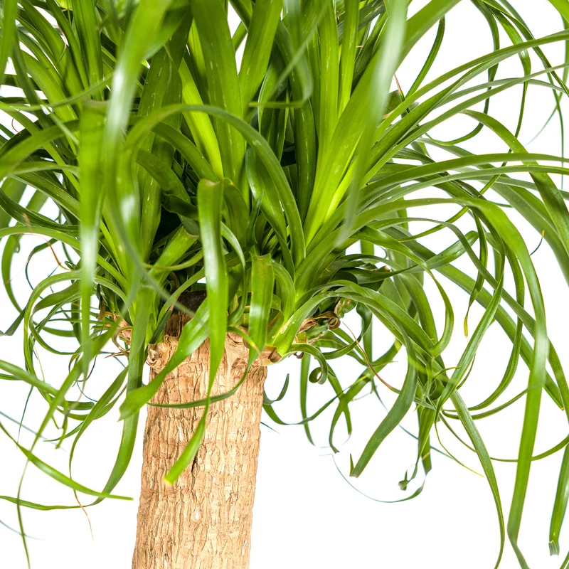 Elefantenfuß mit Korb (Beaucarnea Recurvata)