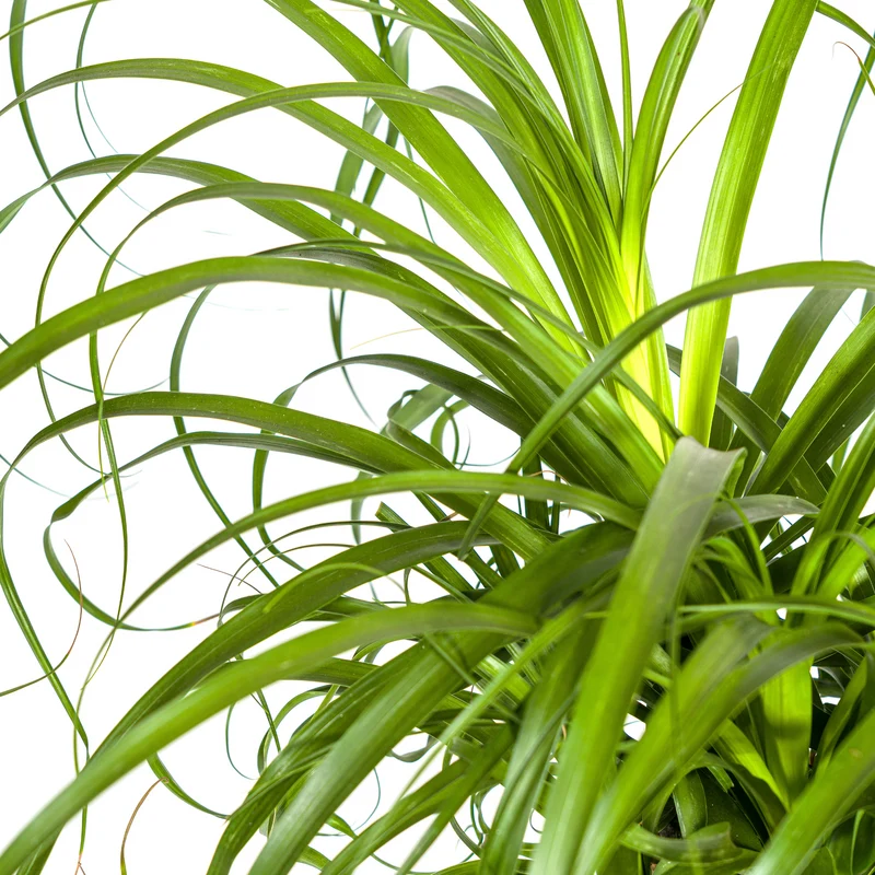 Elefantenfuß mit Korb (Beaucarnea Recurvata)