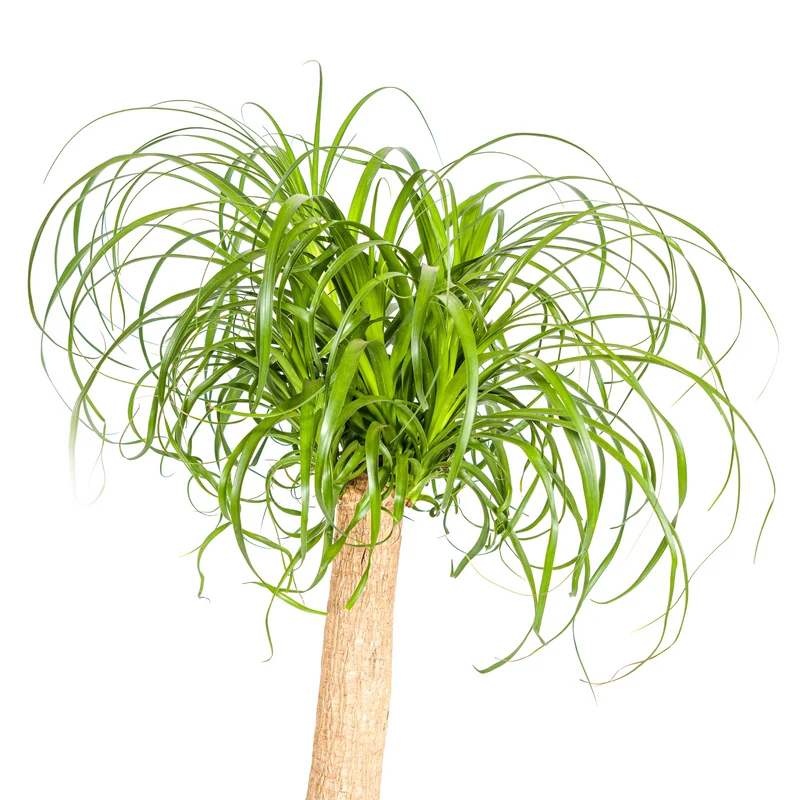 Elefantenfuß mit Korb (Beaucarnea Recurvata)