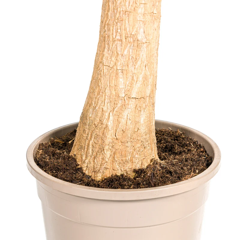 Elefantenfuß mit Korb (Beaucarnea Recurvata)