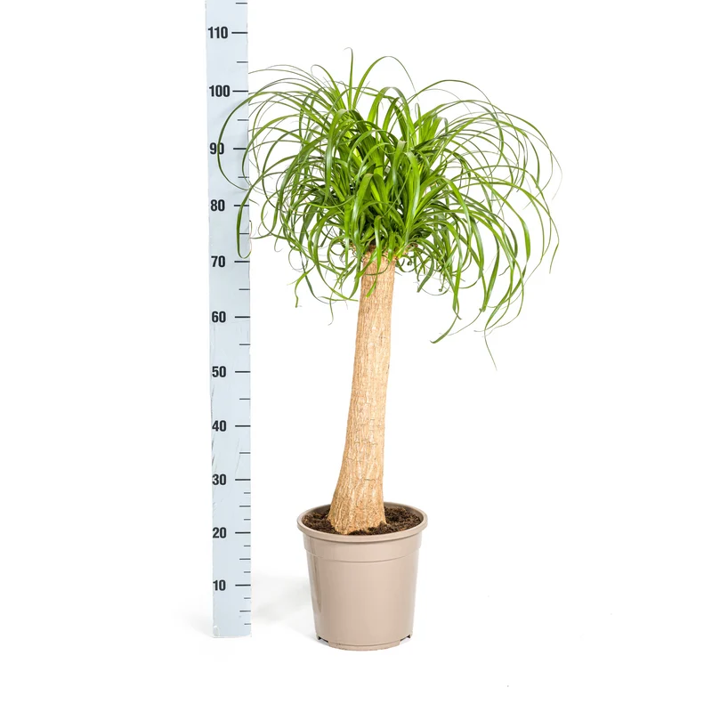 Elefantenfuß mit Korb (Beaucarnea Recurvata)