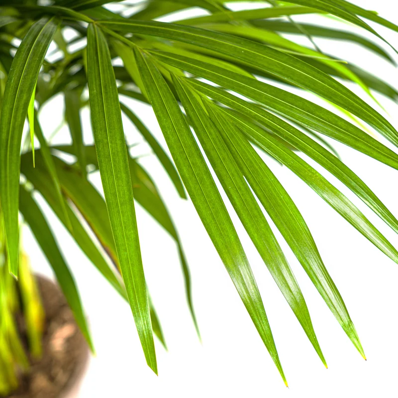 Dypsis Areca Lutescens mit Korb Ø21cm - ↕100 - 120cm